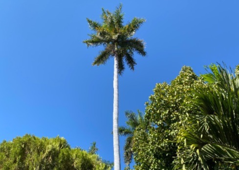 Picture of green palm tree higher than the rest - Signifying cannabis being a growing opportunity.